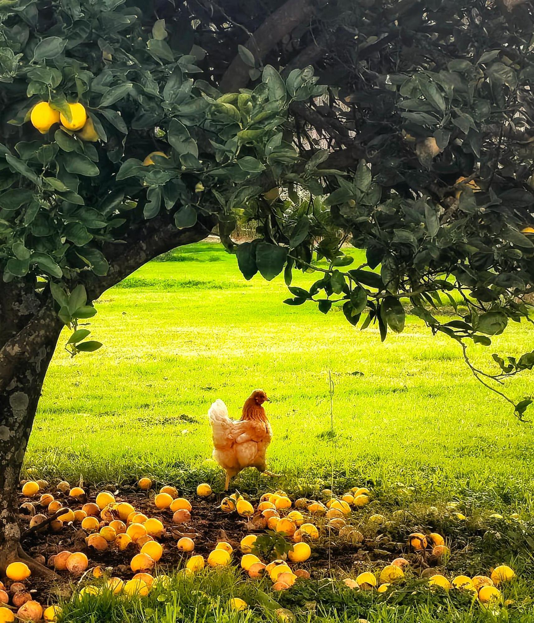Apple Cider Lodge Omaha Екстер'єр фото